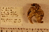  ( - 06_399_J)  @12 [ ] CreativeCommons - Attribution Non-Commercial Share-Alike (2012) CreativeCommons - Attribution Non-Commercial Share-Alike MNHN