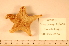  ( - MPE-1056)  @13 [ ] CreativeCommons - Attribution Non-Commercial Share-Alike (2012) MNHN Museum national d'Histoire naturelle, Paris