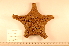 ( - MPE-447)  @12 [ ] CreativeCommons - Attribution Non-Commercial Share-Alike (2012) MNHN Museum national d'Histoire naturelle, Paris