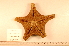  ( - MPE-447)  @11 [ ] CreativeCommons - Attribution Non-Commercial Share-Alike (2012) MNHN Museum national d'Histoire naturelle, Paris