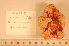  ( - MPE-826)  @13 [ ] CreativeCommons - Attribution Non-Commercial Share-Alike (2012) MNHN Museum national d'Histoire naturelle, Paris