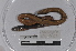  ( - EW-TH14-0008)  @11 [ ] CreativeCommons - Attribution Non-Commercial Share-Alike (2015) T. Decaens Universite Montpellier, CEFE Lab