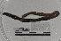  ( - EW-TH14-0013)  @11 [ ] CreativeCommons - Attribution Non-Commercial Share-Alike (2015) T. Decaens Universite Montpellier, CEFE Lab