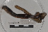  ( - EW-TH14-0018)  @11 [ ] CreativeCommons - Attribution Non-Commercial Share-Alike (2015) T. Decaens Universite Montpellier, CEFE Lab