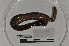  ( - EW-TH14-0019)  @11 [ ] CreativeCommons - Attribution Non-Commercial Share-Alike (2015) T. Decaens Universite Montpellier, CEFE Lab