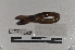  ( - EW-TH14-0024)  @11 [ ] CreativeCommons - Attribution Non-Commercial Share-Alike (2015) T. Decaens Universite Montpellier, CEFE Lab