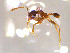  ( - CCO-TH 152 F3 2L)  @12 [ ] CreativeCommons - Attribution Non-Commercial Share-Alike (2015) P. Heepngoen LMI LUSE