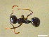  ( - CCO-TH 31 F1 2S)  @12 [ ] CreativeCommons - Attribution Non-Commercial Share-Alike (2015) P. Heepngoen LMI LUSE