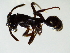  (Odontoponera transversa - CCO-TH 359 3OV 1S)  @13 [ ] CreativeCommons - Attribution Non-Commercial Share-Alike (2015) CCO-TH 359 3OV 1S LMI LUSE