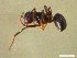  ( - CCO-TH 37 F1 3L)  @12 [ ] CreativeCommons - Attribution Non-Commercial Share-Alike (2015) P. Heepngoen LMI LUSE