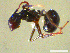  ( - CCO-TH 87 F2 2S)  @12 [ ] CreativeCommons - Attribution Non-Commercial Share-Alike (2015) P. Heepngoen LMI LUSE
