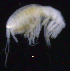  ( - SB_1-8S_Oedi25_2015_2)  @11 [ ] CreativeCommons  Attribution Non-Commercial Share-Alike (2021) Anna Jazdzewska University of Lodz, Dept of Invertebrate Zoology and Hydrobiology