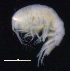  ( - SB_1-8S_Oedi25_2015_3)  @11 [ ] CreativeCommons  Attribution Non-Commercial Share-Alike (2021) Anna Jazdzewska University of Lodz, Dept of Invertebrate Zoology and Hydrobiology