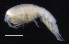  ( - SB_1-9S_Oedi25_2015_2)  @11 [ ] CreativeCommons  Attribution Non-Commercial Share-Alike (2021) Anna Jazdzewska University of Lodz, Dept of Invertebrate Zoology and Hydrobiology