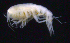  ( - SB_2-7E_Oedi25_2015_1)  @11 [ ] CreativeCommons  Attribution Non-Commercial Share-Alike (2021) Anna Jazdzewska University of Lodz, Dept of Invertebrate Zoology and Hydrobiology
