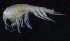  ( - SB_2-7E_Oedi25_2015_2)  @11 [ ] CreativeCommons  Attribution Non-Commercial Share-Alike (2021) Anna Jazdzewska University of Lodz, Dept of Invertebrate Zoology and Hydrobiology