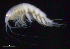  ( - SB_2-7S_Oedi25_2015_1)  @11 [ ] CreativeCommons  Attribution Non-Commercial Share-Alike (2021) Anna Jazdzewska University of Lodz, Dept of Invertebrate Zoology and Hydrobiology