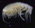  ( - SB_2-7S_Oedi25_2015_2)  @11 [ ] CreativeCommons  Attribution Non-Commercial Share-Alike (2021) Anna Jazdzewska University of Lodz, Dept of Invertebrate Zoology and Hydrobiology
