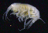  ( - SB_2-7S_Oedi25_2015_3)  @11 [ ] CreativeCommons  Attribution Non-Commercial Share-Alike (2021) Anna Jazdzewska University of Lodz, Dept of Invertebrate Zoology and Hydrobiology