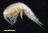  ( - SB_2-8S_Oedi25_2015_1)  @11 [ ] CreativeCommons  Attribution Non-Commercial Share-Alike (2021) Anna Jazdzewska University of Lodz, Dept of Invertebrate Zoology and Hydrobiology