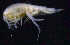  ( - SB_2-8S_Oedi25_2015_2)  @11 [ ] CreativeCommons  Attribution Non-Commercial Share-Alike (2021) Anna Jazdzewska University of Lodz, Dept of Invertebrate Zoology and Hydrobiology