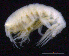  ( - SB_2-8S_Oedi25_2015_3)  @11 [ ] CreativeCommons  Attribution Non-Commercial Share-Alike (2021) Anna Jazdzewska University of Lodz, Dept of Invertebrate Zoology and Hydrobiology