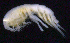  ( - SB_2-8S_Oedi25_2015_4)  @11 [ ] CreativeCommons  Attribution Non-Commercial Share-Alike (2021) Anna Jazdzewska University of Lodz, Dept of Invertebrate Zoology and Hydrobiology