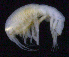  ( - SB_2-8S_Oedi25_2015_5)  @11 [ ] CreativeCommons  Attribution Non-Commercial Share-Alike (2021) Anna Jazdzewska University of Lodz, Dept of Invertebrate Zoology and Hydrobiology