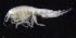  ( - SB_2-8S_Oedi27_2015_1)  @11 [ ] CreativeCommons  Attribution Non-Commercial Share-Alike (2021) Anna Jazdzewska University of Lodz, Dept of Invertebrate Zoology and Hydrobiology