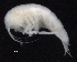  ( - SB_2-8S_Oedi27_2015_2)  @11 [ ] CreativeCommons  Attribution Non-Commercial Share-Alike (2021) Anna Jazdzewska University of Lodz, Dept of Invertebrate Zoology and Hydrobiology
