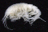  ( - SB_2-8S_Oedi27_2015_4)  @11 [ ] CreativeCommons  Attribution Non-Commercial Share-Alike (2021) Anna Jazdzewska University of Lodz, Dept of Invertebrate Zoology and Hydrobiology