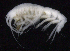  ( - SB_2-8S_Oedi27_2015_5)  @11 [ ] CreativeCommons  Attribution Non-Commercial Share-Alike (2021) Anna Jazdzewska University of Lodz, Dept of Invertebrate Zoology and Hydrobiology