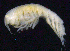  ( - SB_4-9E_Oedi25_2015_1)  @11 [ ] CreativeCommons  Attribution Non-Commercial Share-Alike (2021) Anna Jazdzewska University of Lodz, Dept of Invertebrate Zoology and Hydrobiology