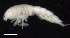  ( - SB_7-3E_Oedi27_2015_1)  @11 [ ] CreativeCommons  Attribution Non-Commercial Share-Alike (2021) Anna Jazdzewska University of Lodz, Dept of Invertebrate Zoology and Hydrobiology