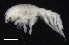  ( - SB_7-3E_Oedi27_2015_2)  @11 [ ] CreativeCommons  Attribution Non-Commercial Share-Alike (2021) Anna Jazdzewska University of Lodz, Dept of Invertebrate Zoology and Hydrobiology