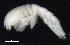  ( - SB_7-3E_Oedi27_2015_3)  @11 [ ] CreativeCommons  Attribution Non-Commercial Share-Alike (2021) Anna Jazdzewska University of Lodz, Dept of Invertebrate Zoology and Hydrobiology