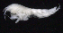  ( - SB_7-3S_Oedi27_2015_1)  @11 [ ] CreativeCommons  Attribution Non-Commercial Share-Alike (2021) Anna Jazdzewska University of Lodz, Dept of Invertebrate Zoology and Hydrobiology