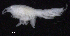  ( - SB_7-3S_Oedi27_2015_2)  @11 [ ] CreativeCommons  Attribution Non-Commercial Share-Alike (2021) Anna Jazdzewska University of Lodz, Dept of Invertebrate Zoology and Hydrobiology