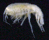  ( - SB_7-4E_Oedi25_2015_1)  @11 [ ] CreativeCommons  Attribution Non-Commercial Share-Alike (2021) Anna Jazdzewska University of Lodz, Dept of Invertebrate Zoology and Hydrobiology