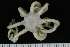  ( - ZMBN_138685)  @11 [ ] Creative Commons BY NC SA (2021) University of Bergen Natural History Collections