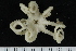  ( - ZMBN_138685)  @11 [ ] Creative Commons BY NC SA (2021) University of Bergen Natural History Collections