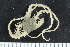  ( - ZMBN_138726)  @11 [ ] Creative Commons BY NC SA (2021) University of Bergen Natural History Collections