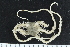 ( - ZMBN_138726)  @11 [ ] Creative Commons BY NC SA (2021) University of Bergen Natural History Collections