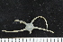  ( - ZMBN_138732)  @11 [ ] Creative Commons BY NC SA (2021) University of Bergen Natural History Collections