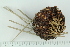 (Ctenocidaridae - ZMBN_138775)  @11 [ ] Creative Commons BY NC SA (2021) University of Bergen Natural History Collections