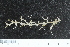  (Isididae - ZMBN_138869)  @11 [ ] Creative Commons BY NC SA (2021) University of Bergen Natural History Collections