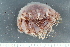  ( - ZMBN_138894)  @11 [ ] Creative Commons BY NC SA (2021) University of Bergen Natural History Collections