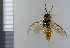 ( - NHMO10069574)  @12 [ ] No Rights Reserved (2013) Unspecified Univeristy of Oslo, Natural History Museum