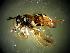  (Chrysotoxum coloradense - CNCD-1462)  @13 [ ] CreativeCommons - Attribution Non-Commercial (2010) Unspecified Agriculture and Agri-Food Canada