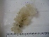  (Sceptrulophora - TS014-C1)  @11 [ ] CC by-nc (2023) Tanja Stratmann Royal Netherlands Institute for Sea Research